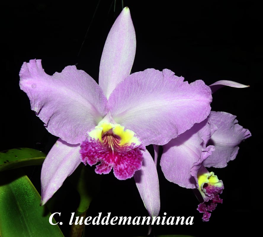 C. lueddemanniana